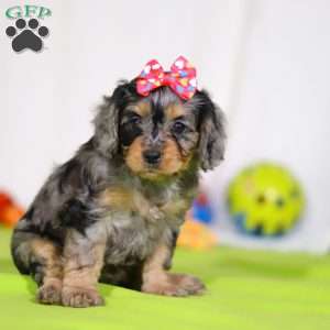 Grace, Cavapoo Puppy